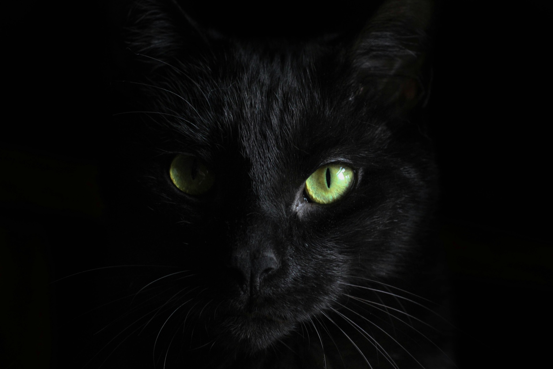Primer plano de un gato negro con ojos verdes